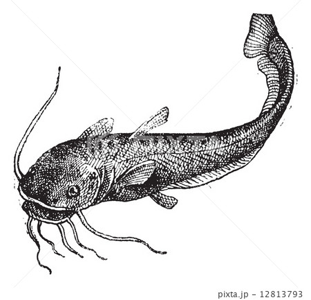 Catfish isolated on white, vintage engraving. 12813793