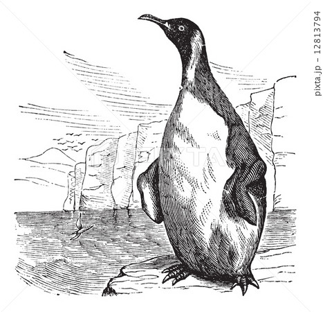 King Penguin or Aptenodytes patagonicus vintage engraving 12813794