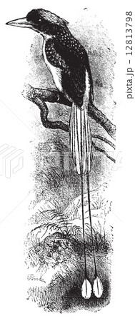 Tanysiptera Forestry, vintage engraving. Tanysiptera Forestry, vintage engraving. 12813798