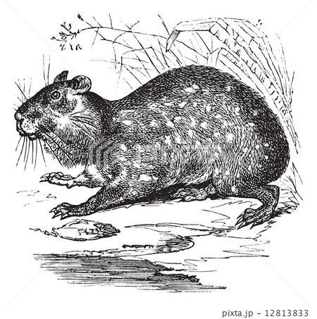 Lowland Paca or Cuniculus paca vintage engraving 12813833