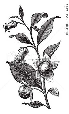 Belladona vintage engraving 12813843