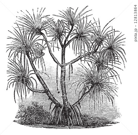 Pandanus candelabrum vintage engraving Pandanus candelabrum vintage engraving 12813864