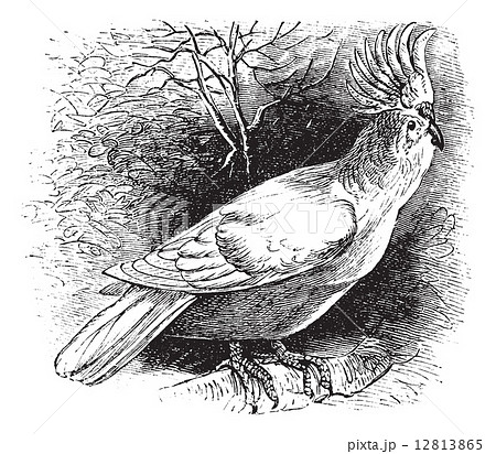 Major Mitchell's Cockatoo or Lophochroa leadbeateri, Cockatoo, v 12813865