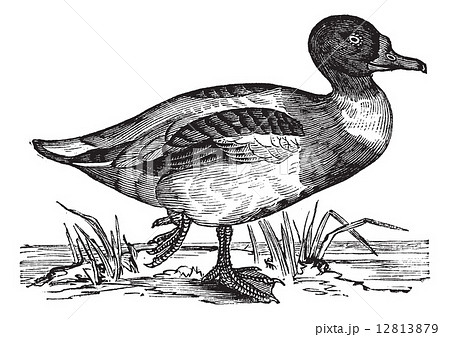 Common Shelduck (Tadorna vulpanser), vintage engraving. 12813879