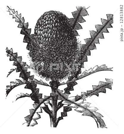 Showy Banksia vintage engraving 12813882