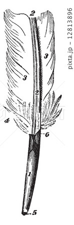 Feather, vintage engraving 12813896
