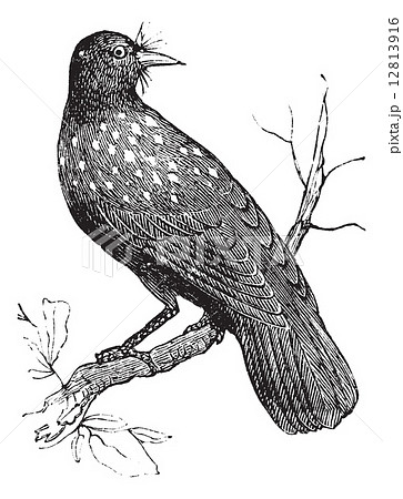 Nutcracker Nucifraga caryocatactes or Eurasian Nutcracker vintag 12813916