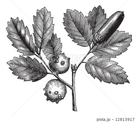 Quercus lusitanica or Gall Oak vintage engraving 12813917