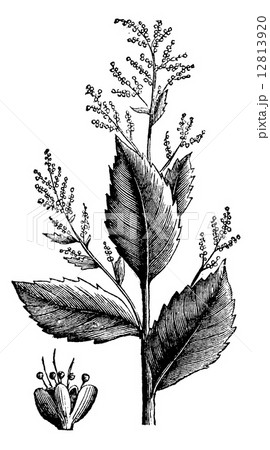 Chenopodium anthelminticum or Wormseed Goosefoot vermifuge plant 12813920