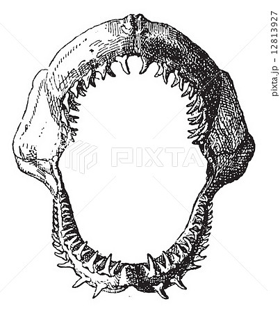 Shark jaw, vintage engraving. Shark jaw, vintage engraving. 12813927