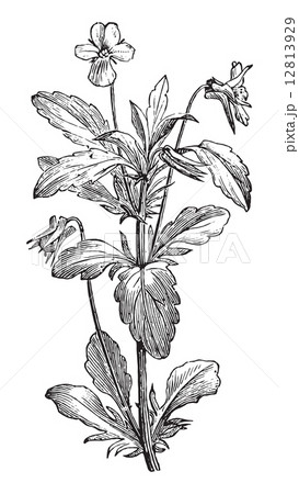 vintage engraving. 12813929