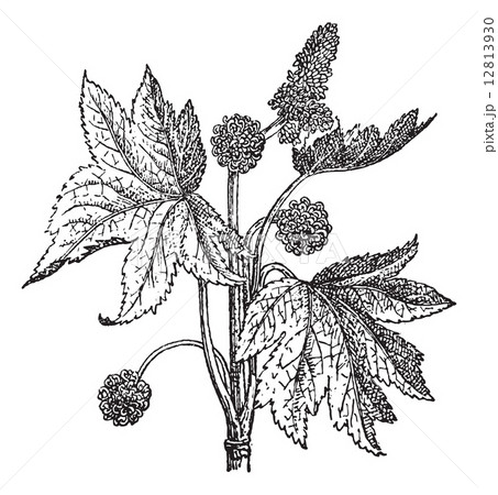 Oriental Sweetgum or Liquidambar orientalis, vintage engraving 12813930