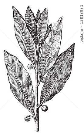 Bay Laurel or Laurus nobilis, vintage engraving 12813931