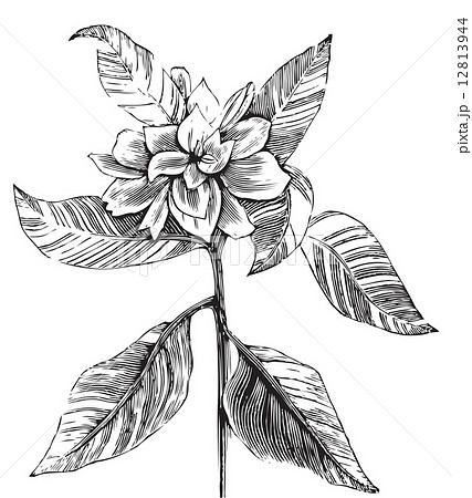 A Common Gardenia Engraving Illustrationのイラスト素材