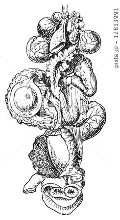 Hen ovary, vintage engraving. 12813991
