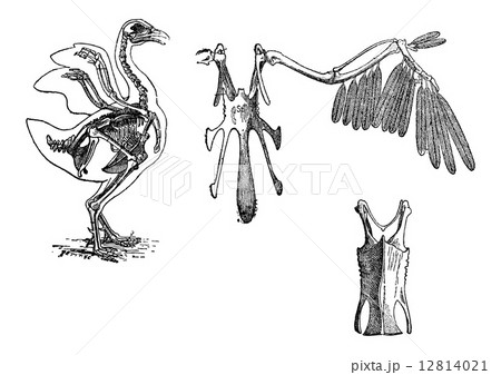 Skeleton of a Chicken, vintage engraving Skeleton of a Chicken, vintage engraving 12814021