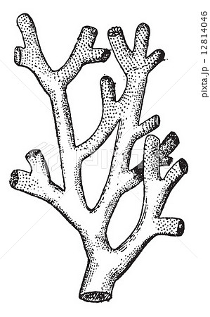 Fire Coral or .Millepora sp., vintage engraving Fire Coral or .Millepora sp., vintage engraving 12814046