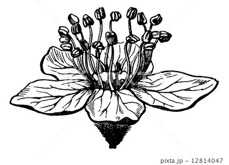 Hagenia or Hagenia abyssinica, vintage engraving 12814047