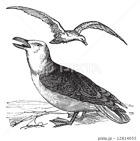 Great Black-backed Gull or Larus marinus vintage engraving 12814055