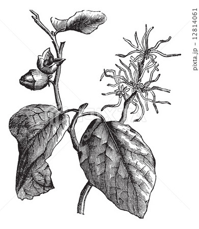 Witch hazel (Hamamelis virginiana) or winterbloom vintage engrav 12814061