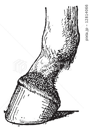 Javart formed at the foot of horse, vintage engraving. 12814066