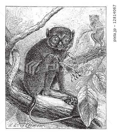 Two Tarsiers vintage engraving Two Tarsiers vintage engraving 12814067
