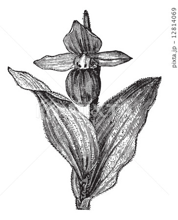 Lady's Slipper Orchid or Lady Slipper Orchid or Slipper Orchid o 12814069