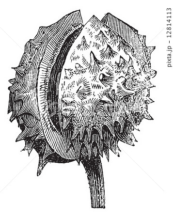 Common Horehound or Marrubium vulgare vintage engraving Common Horehound or Marrubium vulgare vintage engraving 12814113