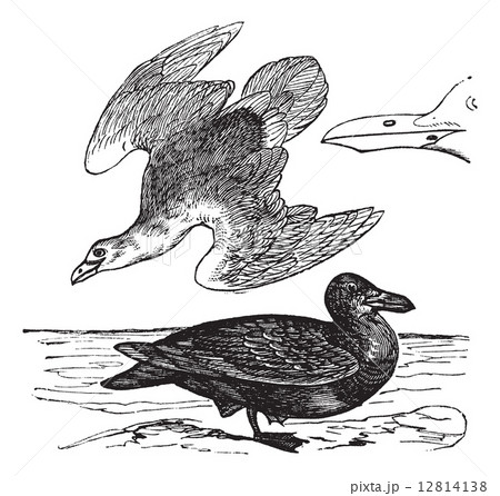 European Herring Gull or Larus argentatus vintage engraving 12814138