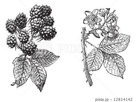 Blackberry flower, Blackberry fruit, vintage engraving. 12814142