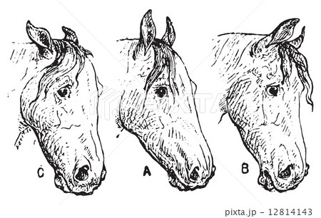 Horse ears, vintage engraving. Horse ears, vintage engraving. 12814143