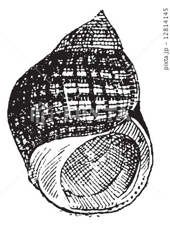 Periwinkle or Littorina sp., vintage engraving 12814145