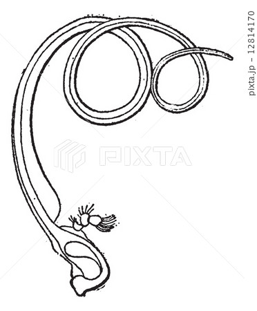 Fig 5. Sucking insects Spiritrompe, vintage engraving. 12814170