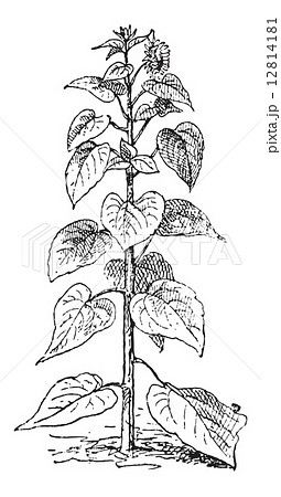 Sunflower or Helianthus annuus, vintage engraving Sunflower or Helianthus annuus, vintage engraving 12814181