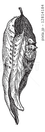 Nest of the Tailor Warbler or Sylvia sutoria, vintage engraving 12814184