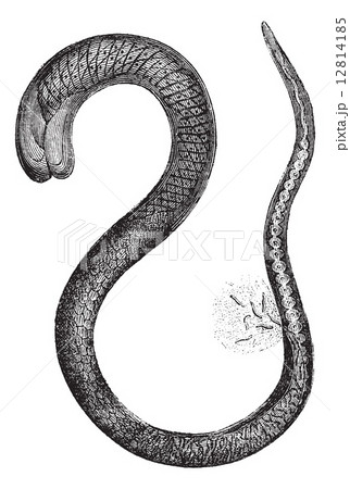 Fig. 2. Trichinella adult female, magnified 150 times, vintage e Fig. 2. Trichinella adult female, magnified 150 times, vintage e 12814185