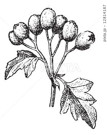 Common hawthorn or Crataegus monogyna vintage engraving 12814187
