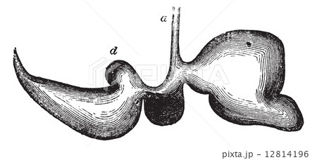 Stomach of a sheep vintage engraving 12814196
