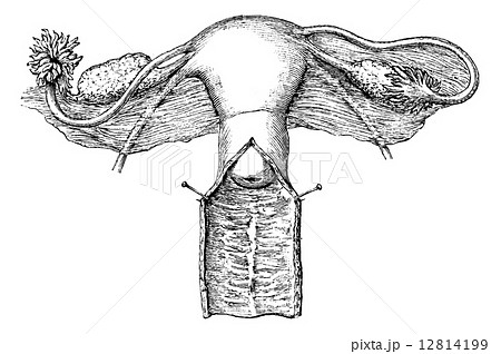 Internal genitals of women, vintage engraving. 12814199