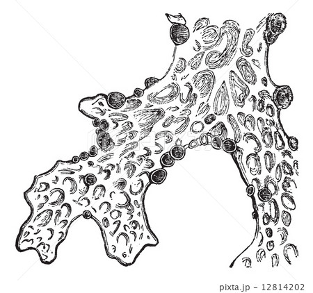 Lung lichen (Sticta pulmonacea) or lung lichen vintage engraving 12814202