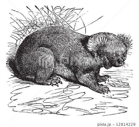 Koala or Phascolarctos cinereus vintage engraving 12814229