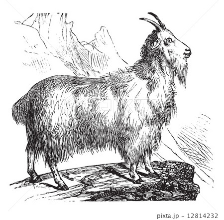 Wild Goat vintage engraving 12814232