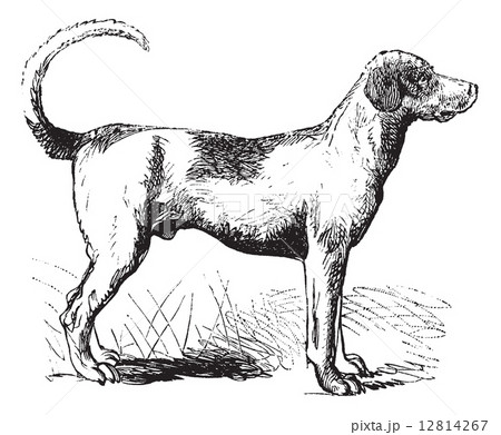 Foxhound vintage engraving 12814267