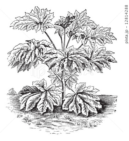 Rice-paper Plant or Tung-tsau or Tetrapanax papyriferus, vintage 12814288