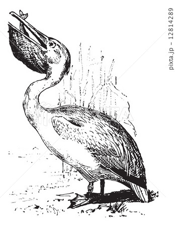 Pelican, vintage engraving.のイラスト素材 [12814289] - PIXTA
