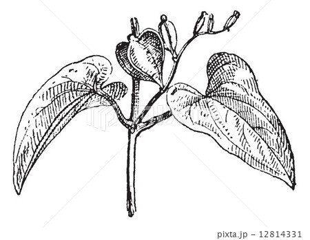 Chinese yam female flower vintage engraving 12814331