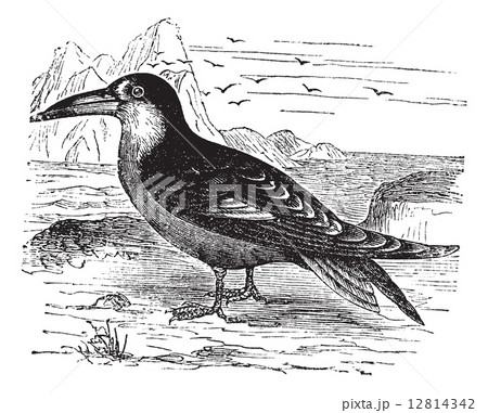 Black Skimmer or Rynchops niger vintage engraving Black Skimmer or Rynchops niger vintage engraving 12814342