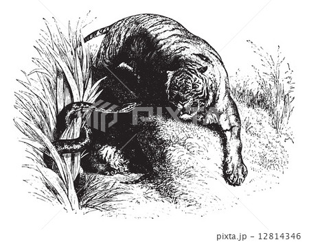 Tiger staring at snake, vintage engraving. Tiger staring at snake, vintage engraving. 12814346