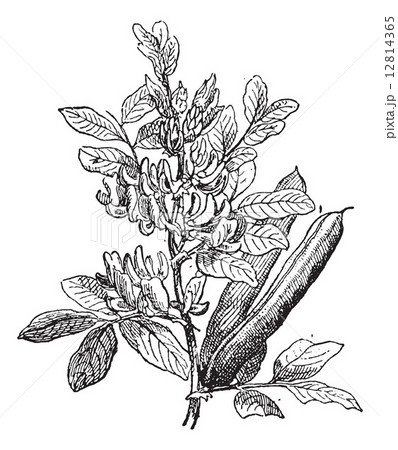 Fava Bean or Vicia faba, vintage engraving 12814365