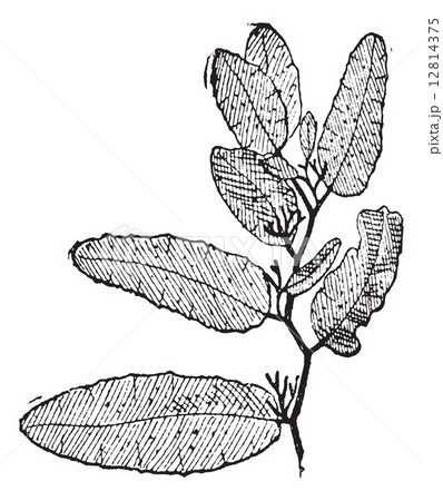 Sargasso or Sargassum vintage engraving Sargasso or Sargassum vintage engraving 12814375